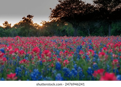 Spring wildflowers in McKinney Falls State Park, Austin, Texas: a vibrant meadow with Indian paintbrushes and bluebonnets at sunset. The landscape features red and blue flowers, trees and sunset. - Powered by Shutterstock