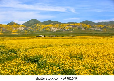 Spring wildflowers near Carrizo Plain National Monument, California, April 2017