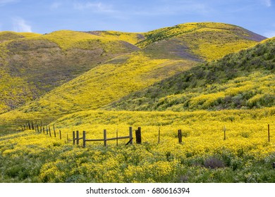 Spring wildflowers near Carrizo Plain National Monument, California, April 2017