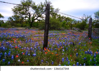 Spring Wildflowers At A Ranch In Texas