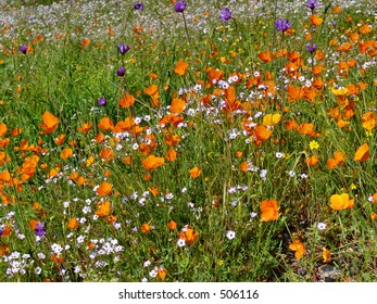 Spring Wildflowers, In The Sierra Nevada Mountains Of Northern California