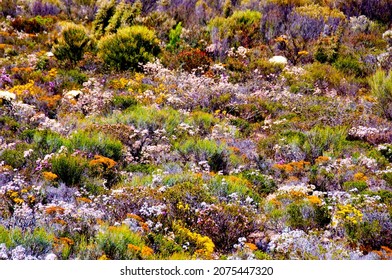 Spring Wildflowers - Western Australia