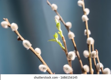 Spring willow branches with blossoming green leaves. Beautiful background with fluffy buds of osier and fresh shoots. Selective focus on fresh foliages. - Shutterstock ID 1686156145