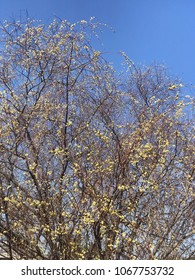 spring willow on the river