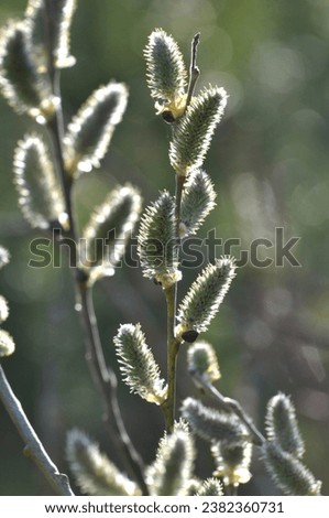 In spring, the willow (Salix caprea) branch blooms in nature