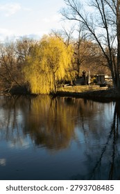 Spring willow tree glowing in warm sunlight beside calm water, with soft reflections, bare branches, and peaceful riverside scenery.