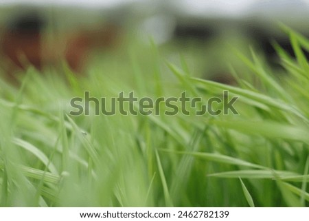 The spring wind blows through a grassy meadow. 