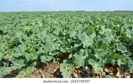 In spring, winter rapeseed grows on the farm field 