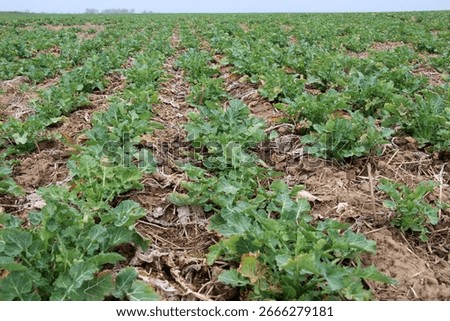 In spring, winter rapeseed grows on the farm field 