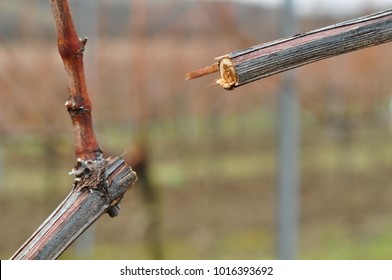 spring / winter vineyard cutting concept  , wine production at the czech republic mikulov south moravia grapevine twigs without leaves