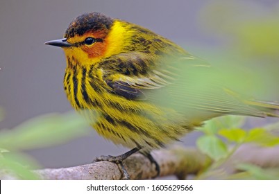 Spring In Wisconsin Brings With It The Migrating Birds That Pass Through On Their Way To Their Nesting Grounds. This Is An Image Of A Cape May Warbler. Taken In Spring.