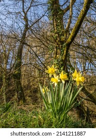 Spring woodland with daffodil flowers, Devon, England. Vertical format.