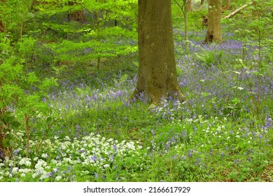Spring woodland image of a Tree with Bluebells and Ferns on the floor. County Durham, England, UK.