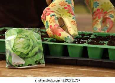 Spring Work In The Home Garden.Sowing Lettuce Seeds