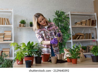 Spring work room care, houseplant renunciation. Waking up indoor plants for spring. A woman transplants a plant into a new pot at home. Gardener transplant plant. Selective focus