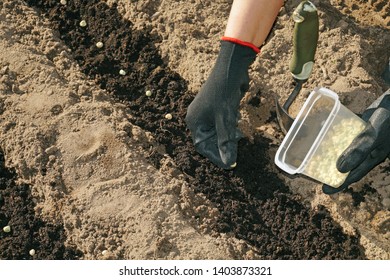 Spring Works In The Garden. Sowing Green Peas.