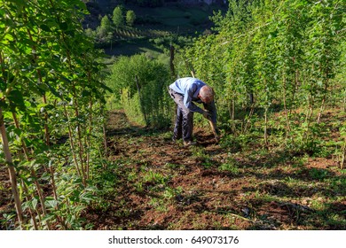 Spring works in raspberry field