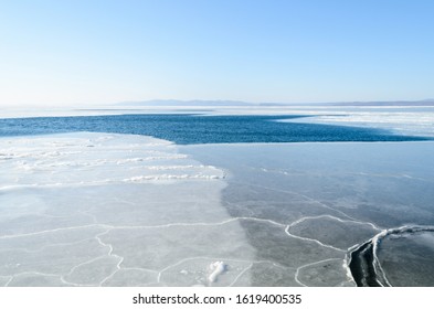 Spring. Wormwood On Sea Ice. Melting Ice In Ponds.