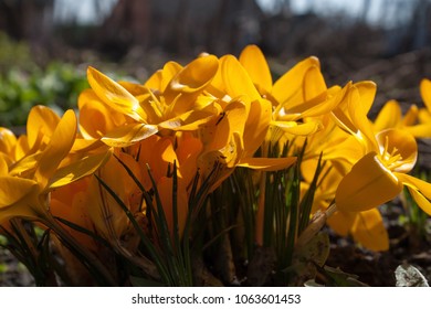 Spring yellow crocuses