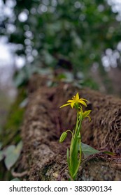Spring yellow flower growing on an old tree, with nature blurred background and nice bokeh