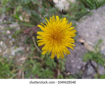 Lion Tooth Flower Images, Stock Photos & Vectors | Shutterstock