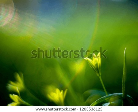 Similar – Image, Stock Photo unfold Aquatic plant