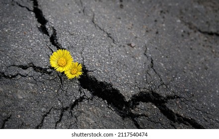 spring yellow flowers close up in crack of asphalt background. earth day, ecology concept. industrial damage for nature. symbol of strength, vitality, struggle for life, growth. top view. copy space