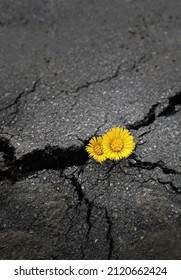spring yellow flowers close up in crack of asphalt road background. earth day, ecology concept. industrial damage for nature. symbol of strength, vitality, struggle for life, growth