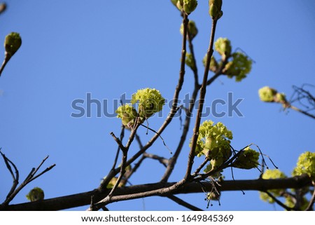Spring yellow flowers with tiny petals on thin twigs.