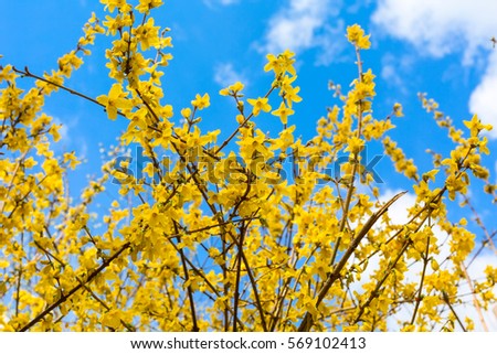 Similar – Golden Spring Colour photo