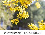 spring yellow Lian Qiao (Forsythiae Fructus) flower blossom