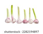 Spring young garlic bulbs on kitchen table. Isolated on white background