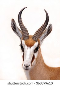 Springbok