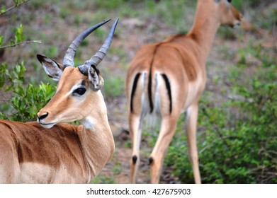 Springbok