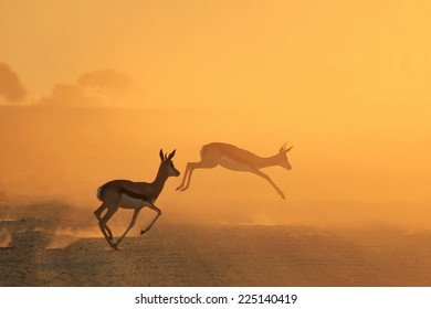 Springbok - African Wildlife Background - Running For Gold