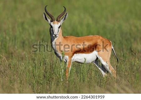 A springbok antelope (Antidorcas marsupialis) in natural habitat, Mokala National Park, South Africa
