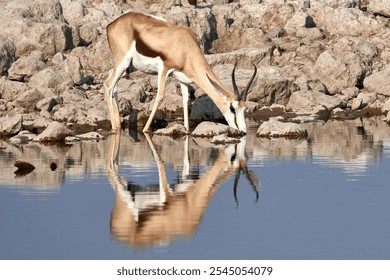 Springbok antelope drinking water at rocky waterhole with reflection - Powered by Shutterstock