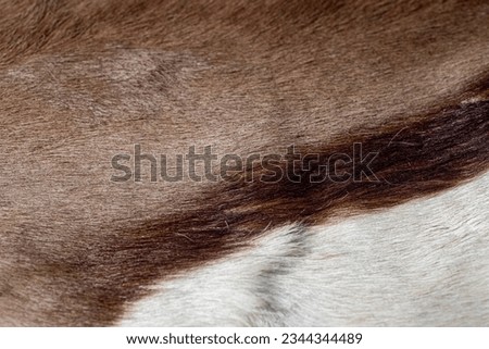 Springbok antelope hide or pelt close up.