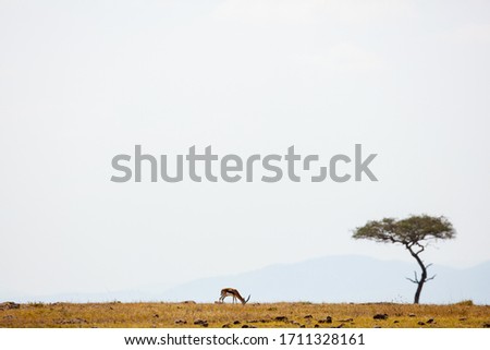 Similar – Image, Stock Photo Maasai walking in the savannah at sunset