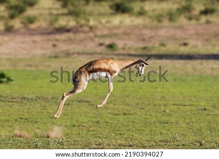 Springbok (Antidorcas marsupialis), pronking female, during the rainy season in green surroundings, Kalahari Desert, Kgalagadi Transfrontier Park, South Africa