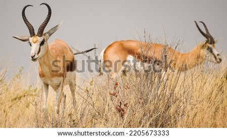 Springbok in the bush in Etosha national park, Namibia