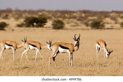 Springbok in Central Kalahari Game Reserve Botswana