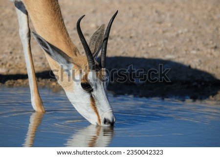 Springbok drinking water in Etosha National Park, Namibia