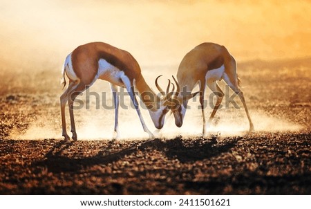 Springbok dual in dust - Kalahari desert - South Africa
