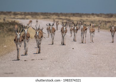 Springbok Group Walking Down Street In Namibia Etosha National Park 