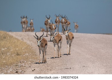 Springbok Group Walking Down Street In Namibia Etosha National Park 