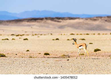 Springbok On The African Savannah Through Severe Heat Haze Shimmer, Namibia.