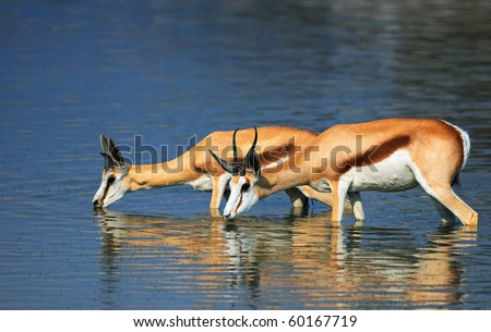 Springbok standing in water while drinking; Antidorcas Marsupialis