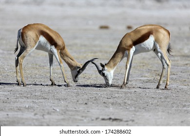 Springbok stand-off