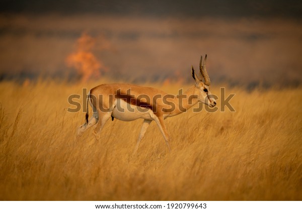 Springbok walks in\
grass with flames\
behind